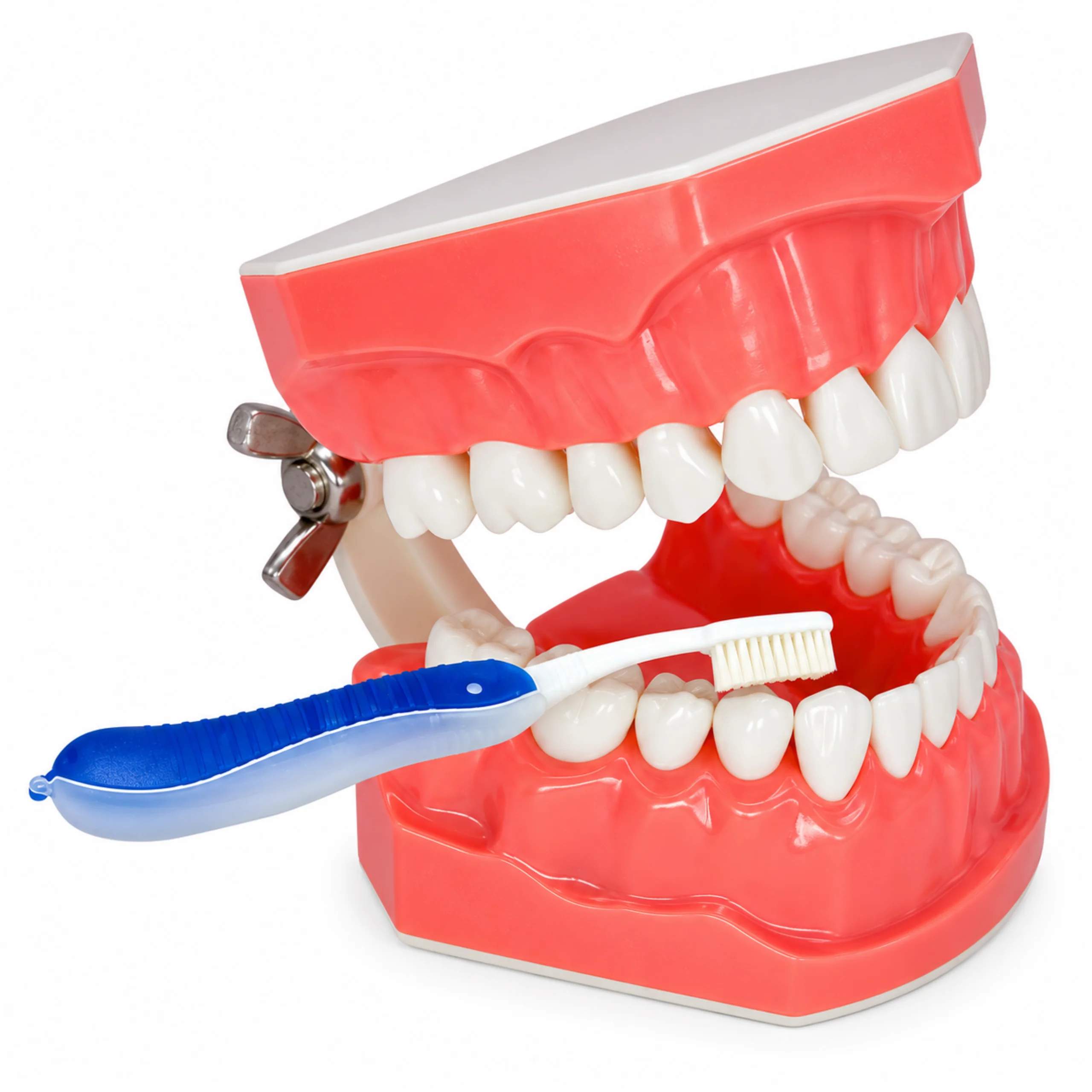 Typodont Tooth Brushing Flossing Model