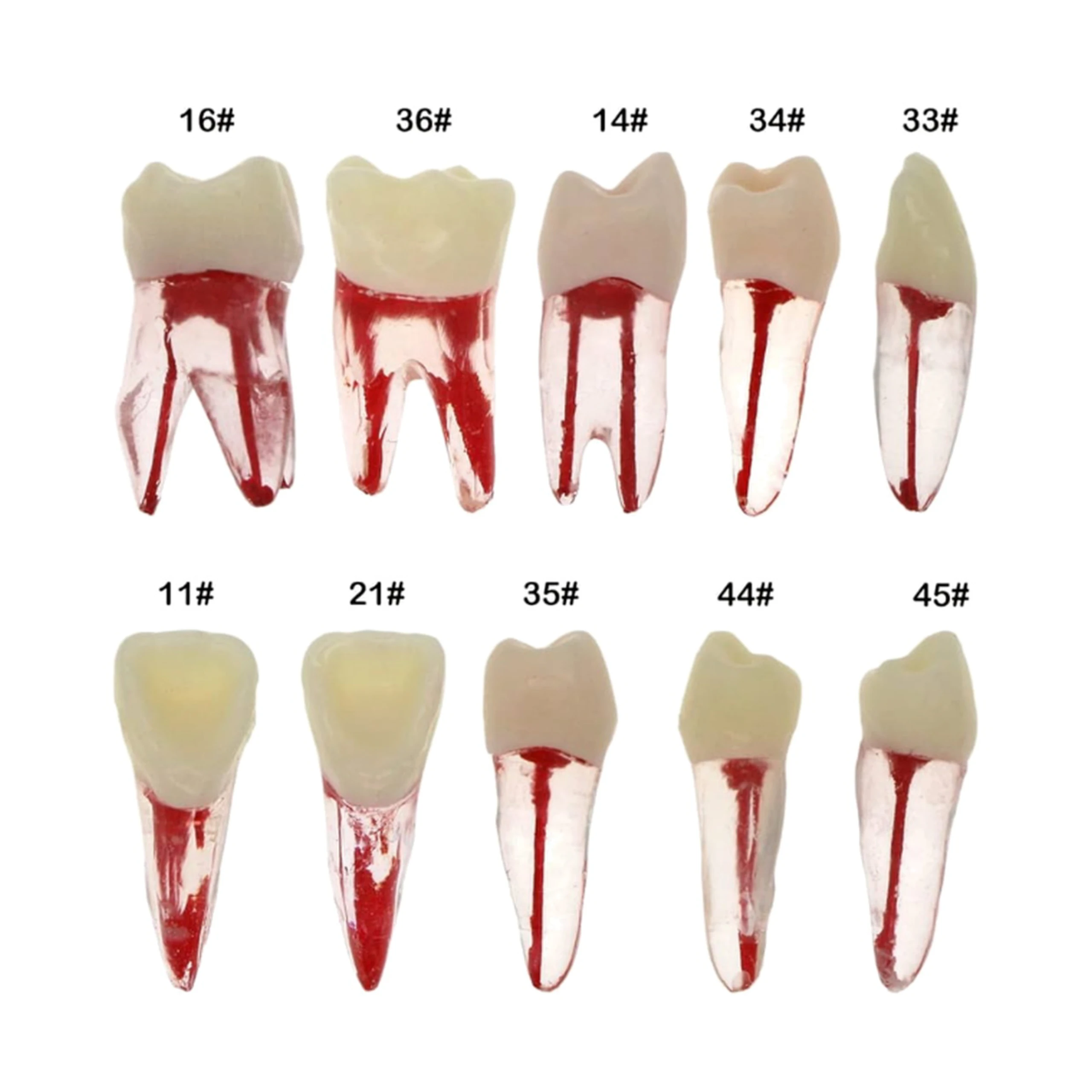Practice Endo Tooth